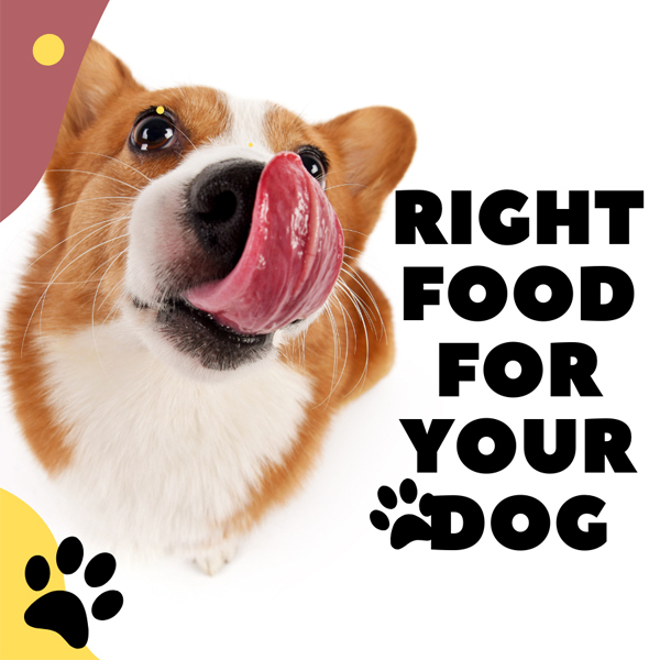 Dog Diet The Right Food for Your Dog