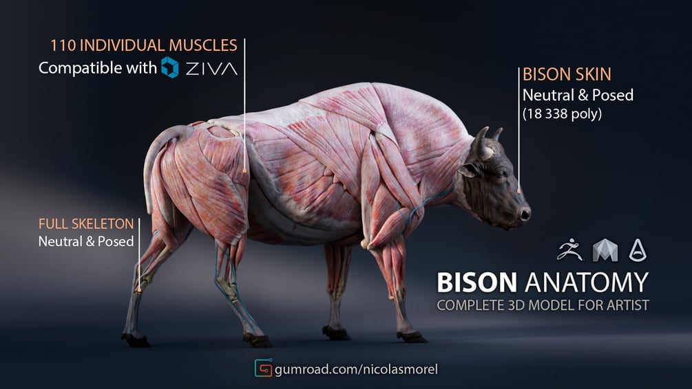 rhino muscle anatomy