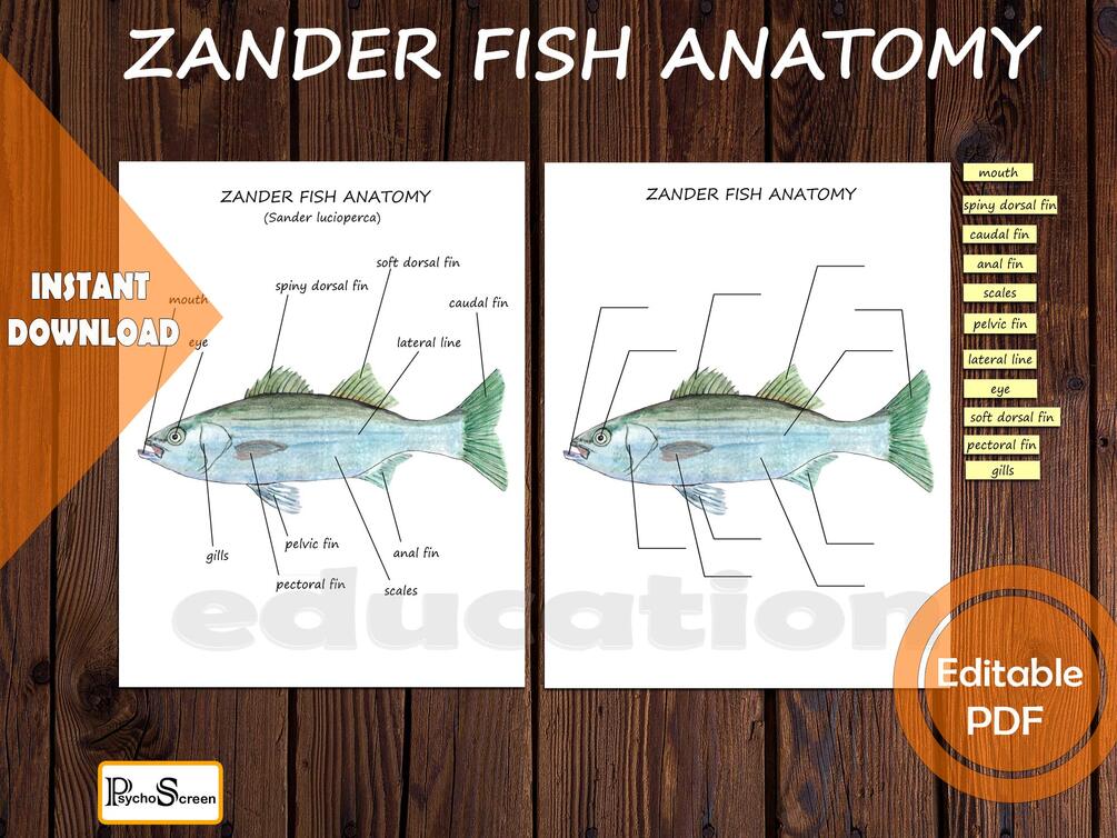 FISH Unit study, Anatomy, Poster and Puzzle, Printable, Biology science