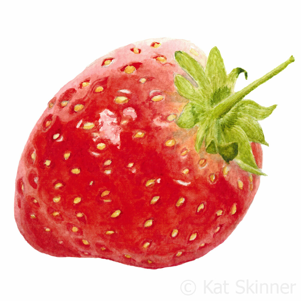the-strawberry-a-realistic-botanical-watercolor-painting-print