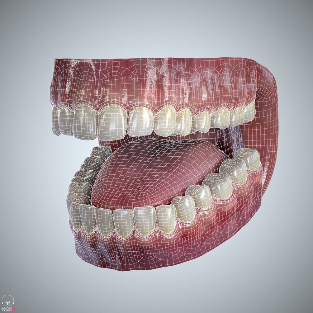 Teeth Mold | 3D model