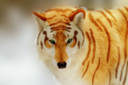 Comment author avatar