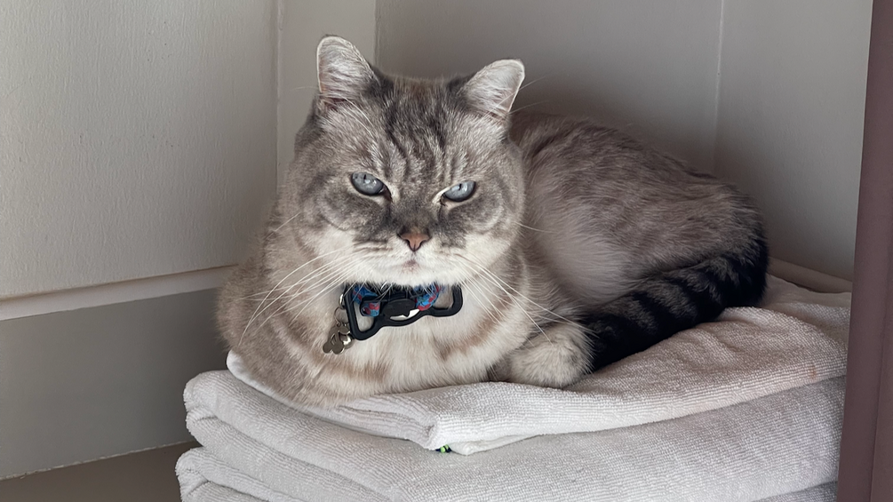 Moving Abroad with Cats The Ultimate Printable Checklist