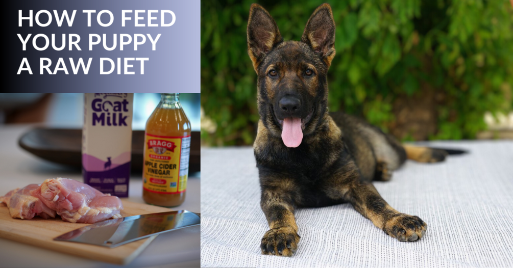 Raw diet for german best sale shepherd puppies