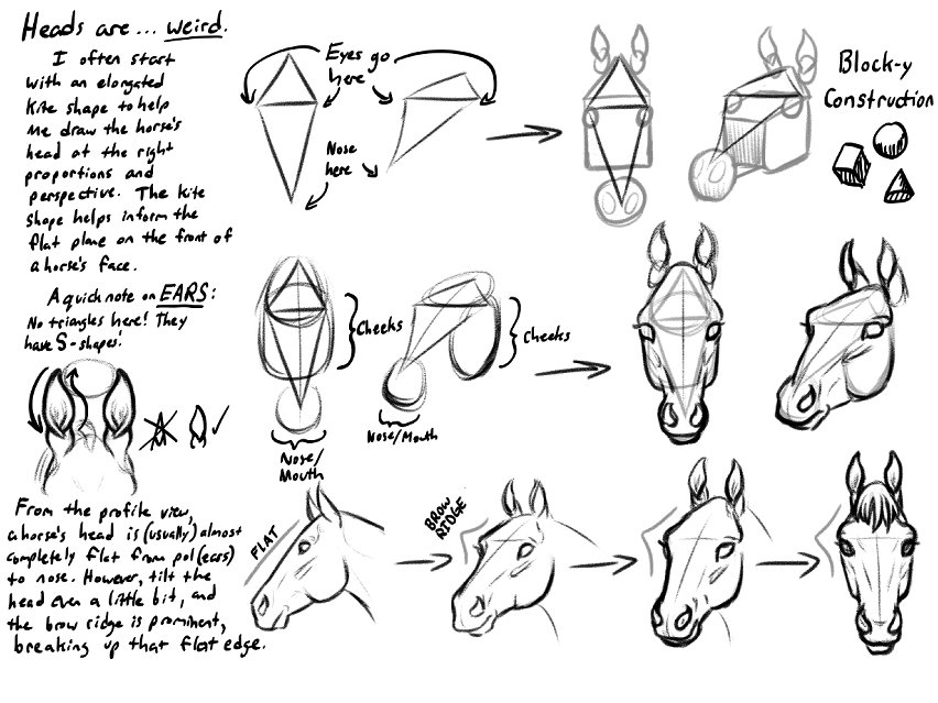 Heather L. Gilbraith's Horse Drawing Notes and References