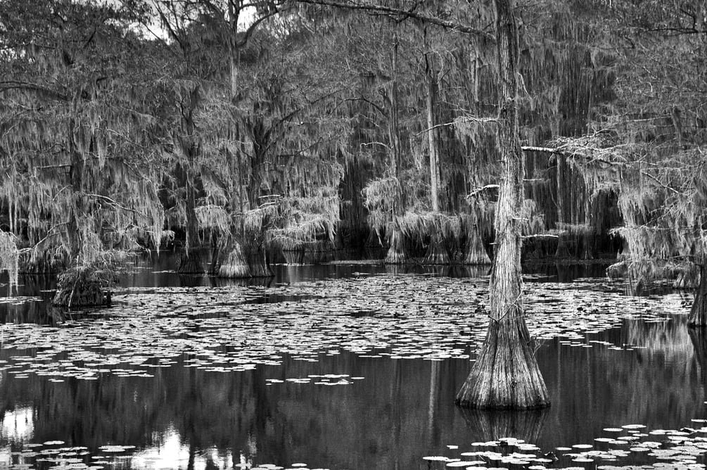 Caddo Lake B&W