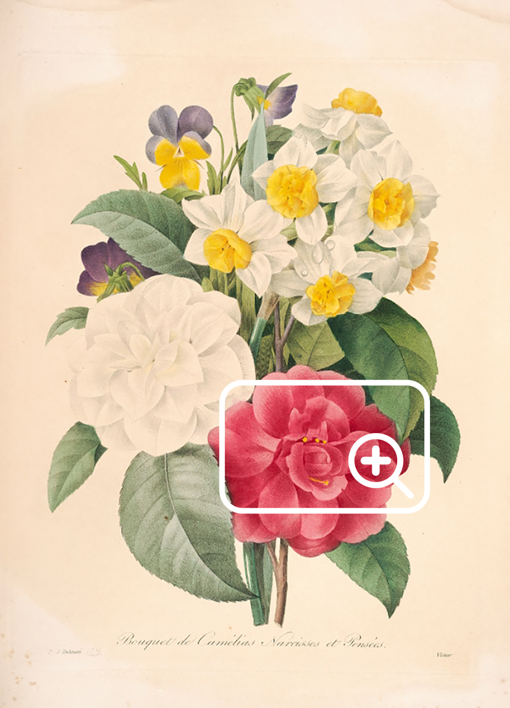 148 digital images of Pierre-Joseph Redoute paintings, people landscape