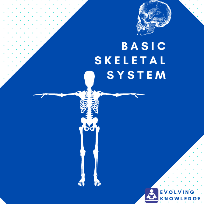 Basic The Skeleton System