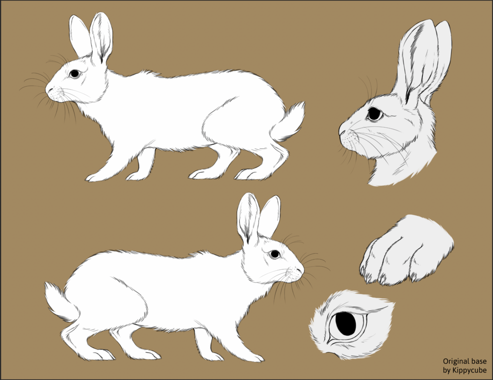 Rabbit Reference Sheet Base (feral)