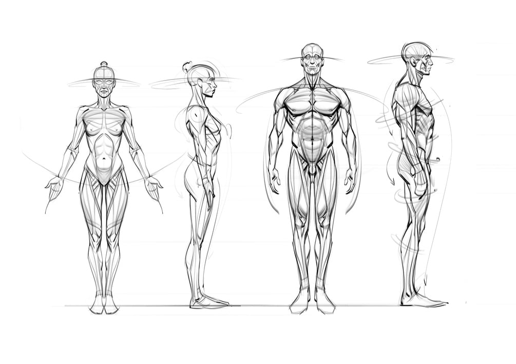 Basic Anatomy & Figure Drawing