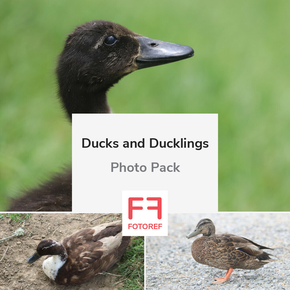 61 photos of Ducks and Ducklings