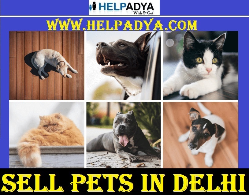 Sell Pets in Delhi on Help Adya