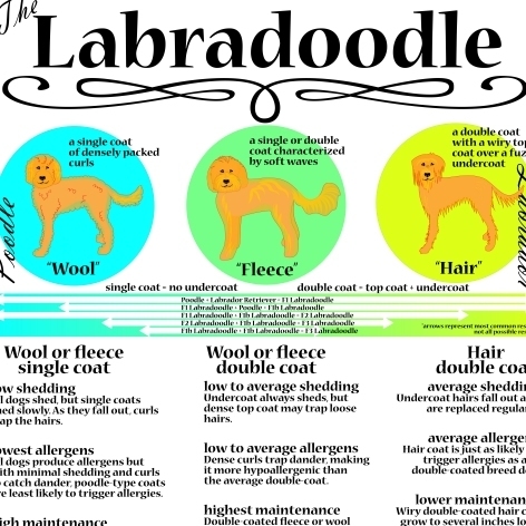 Different types of labradoodle hot sale coats