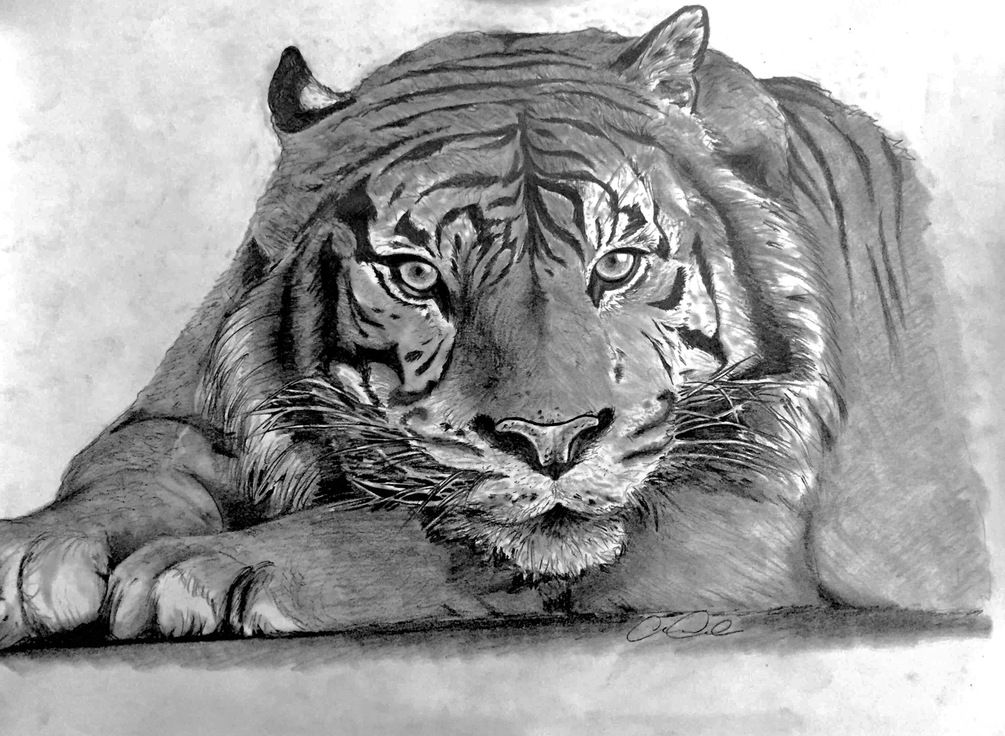 Bengal Tiger