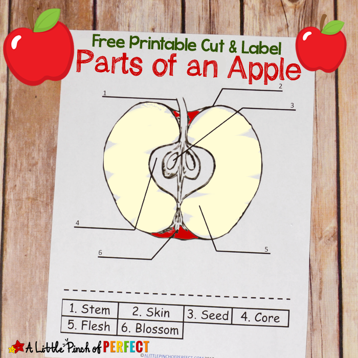 Learning About Apples: Color and Label Kids Activity