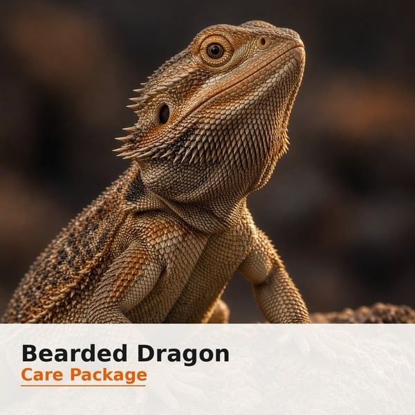 Bearded Dragon Care Package cover