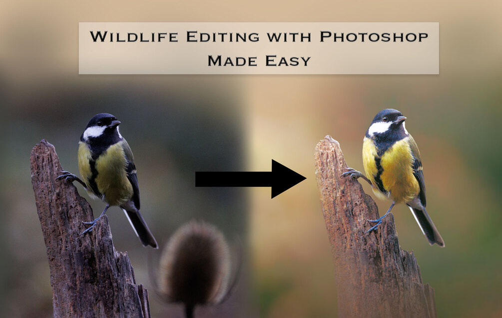 Wildlife Editing with Photoshop - Made Easy (approx. 20+hrs) Home ...