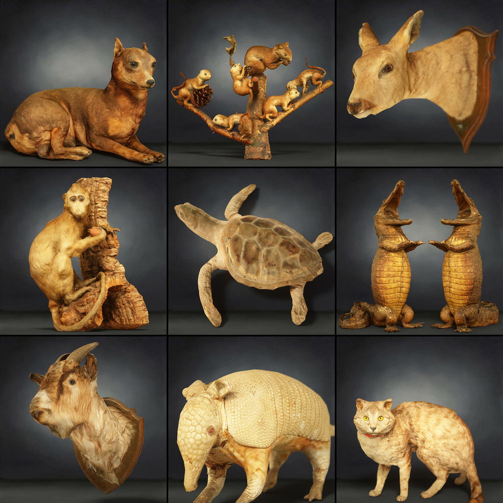 9 Stunning 3D Scanned Animal Models