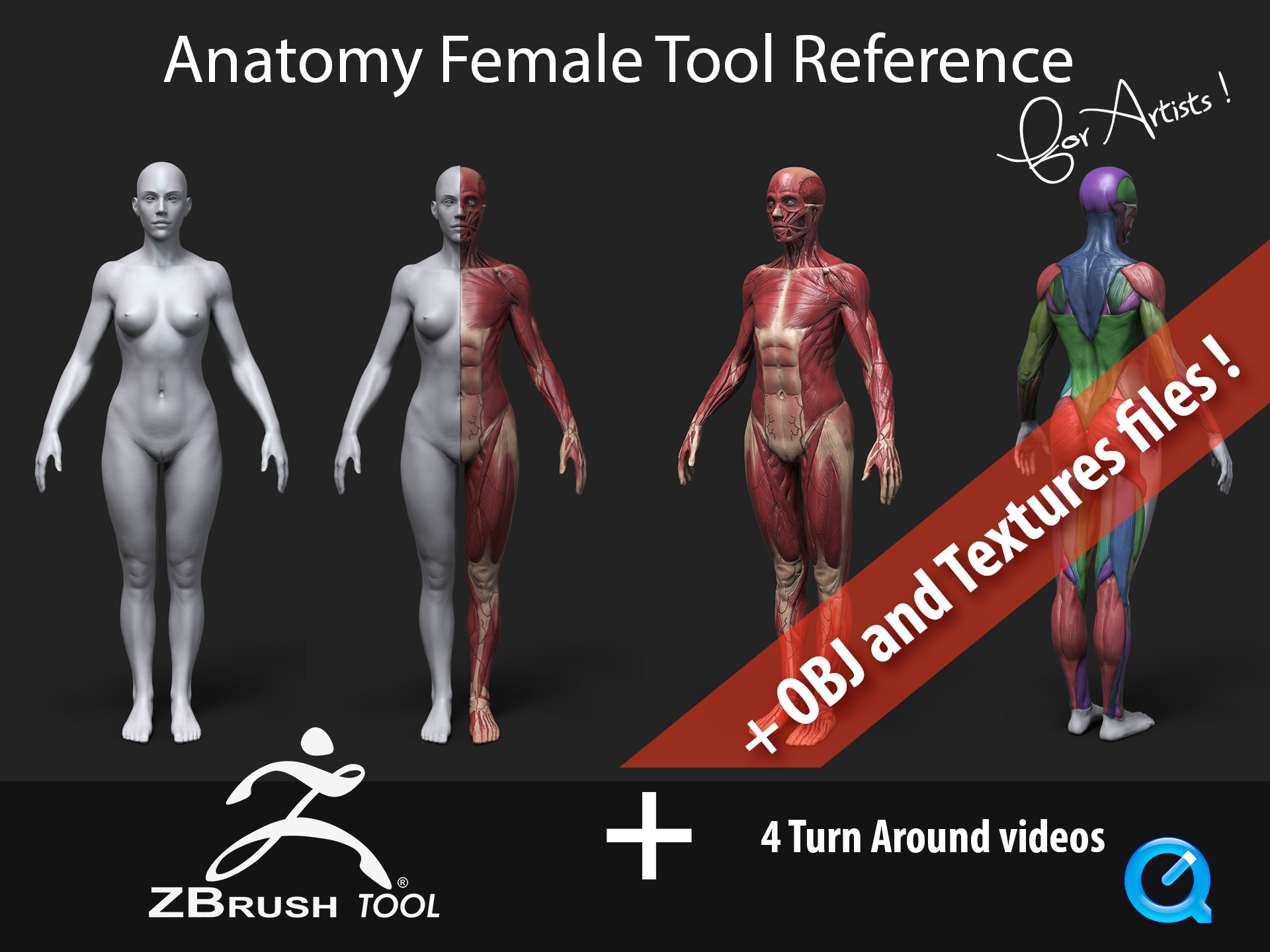 ウ*ン様 AnatomyTools Female1:3Flesh/Anatomy AnatomyTools