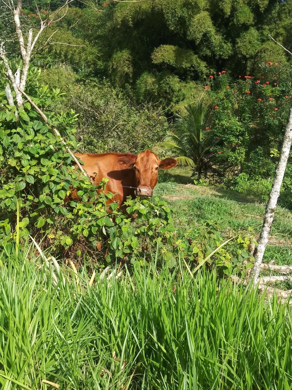 Jamaican cattle farm photo