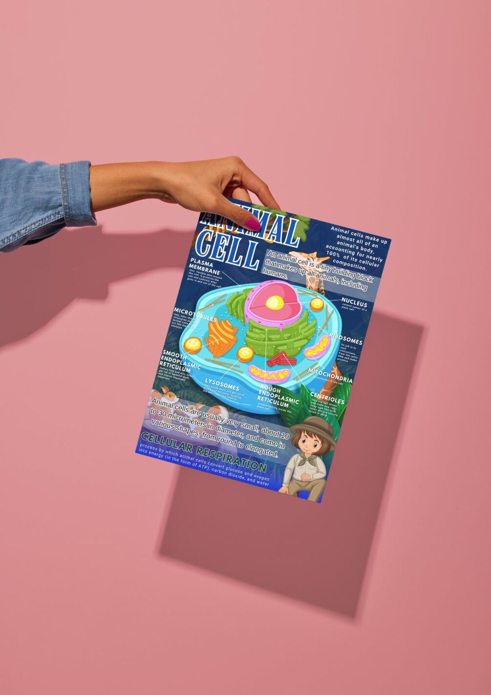 SCIENCE INFOGRAPHICS: Animal Cell Readymade