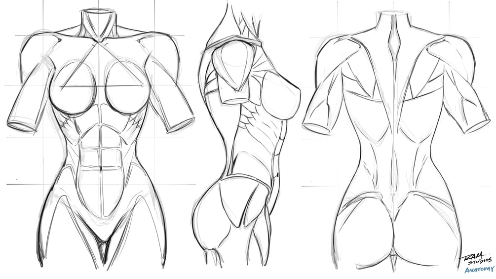 How to Draw Dynamic Anatomy - Step by Step