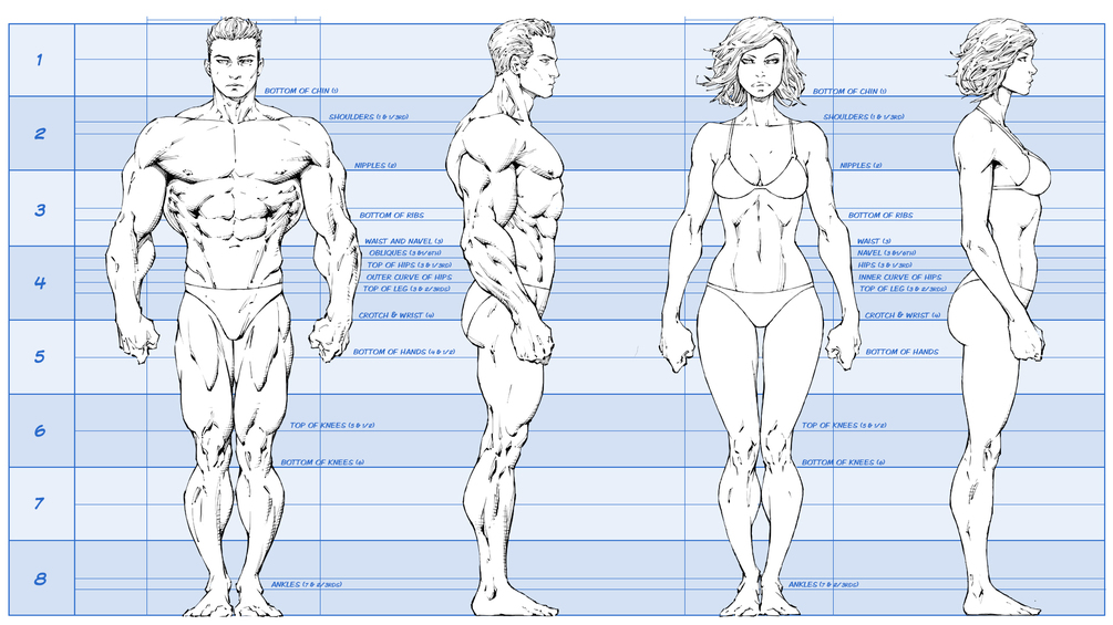 7 Figure Drawing Proportions to Know