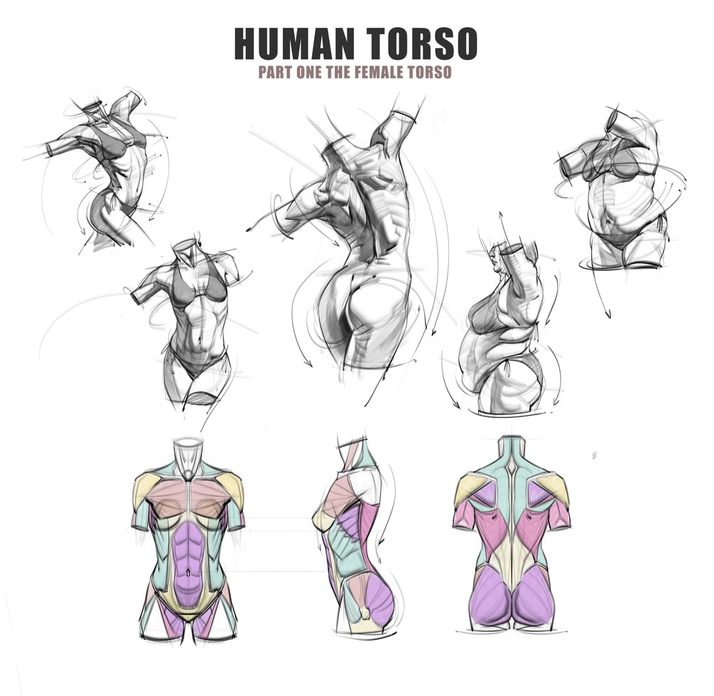 Female Torso