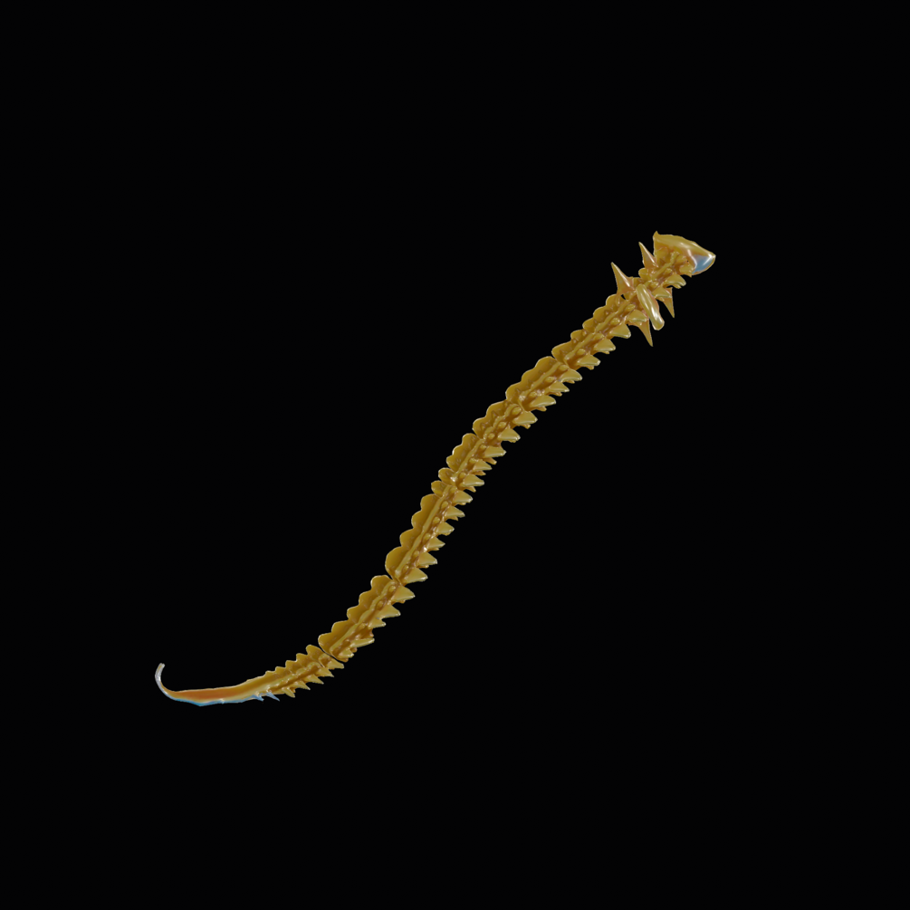 Cauda Noir Gold spinal tail