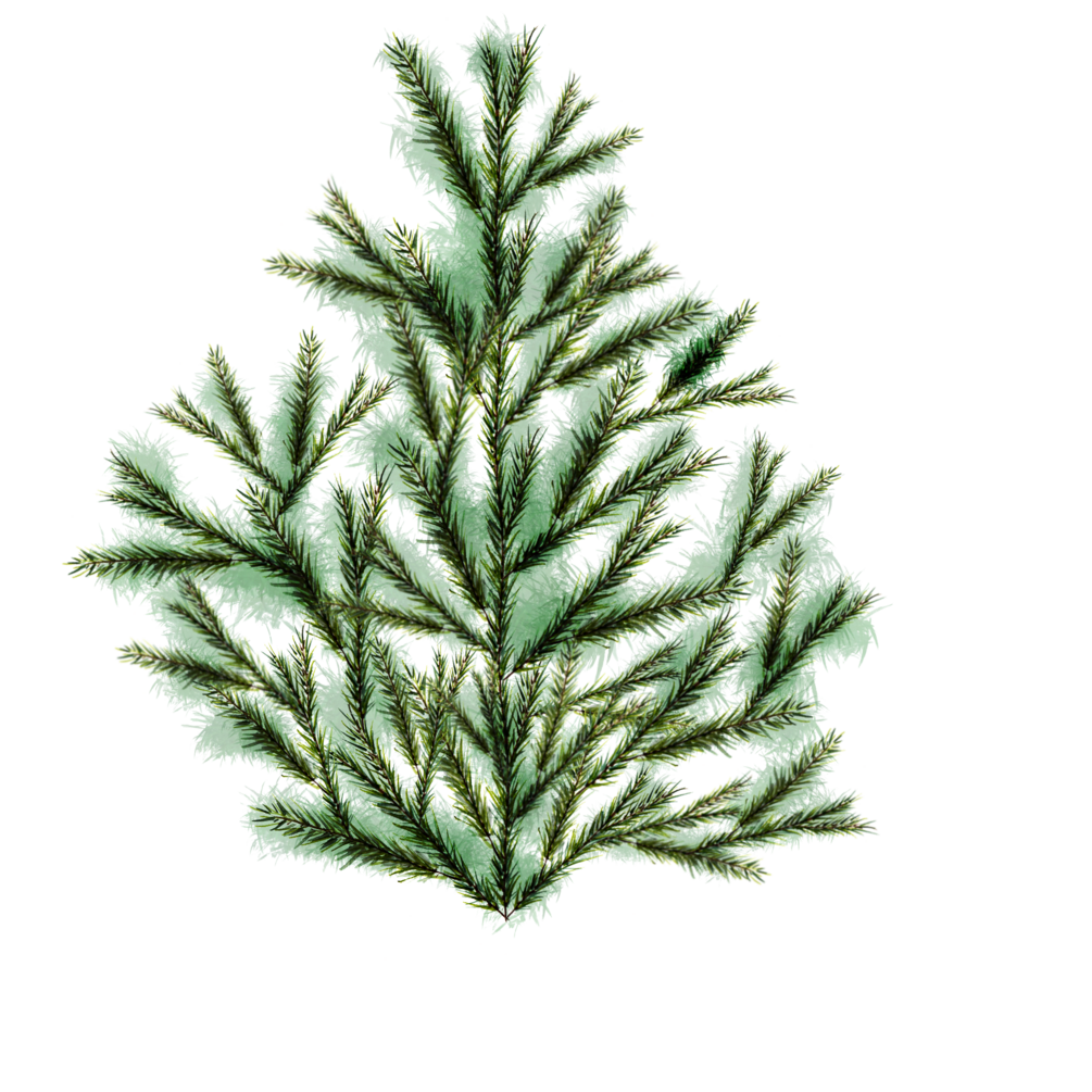 pine-tree-leaf