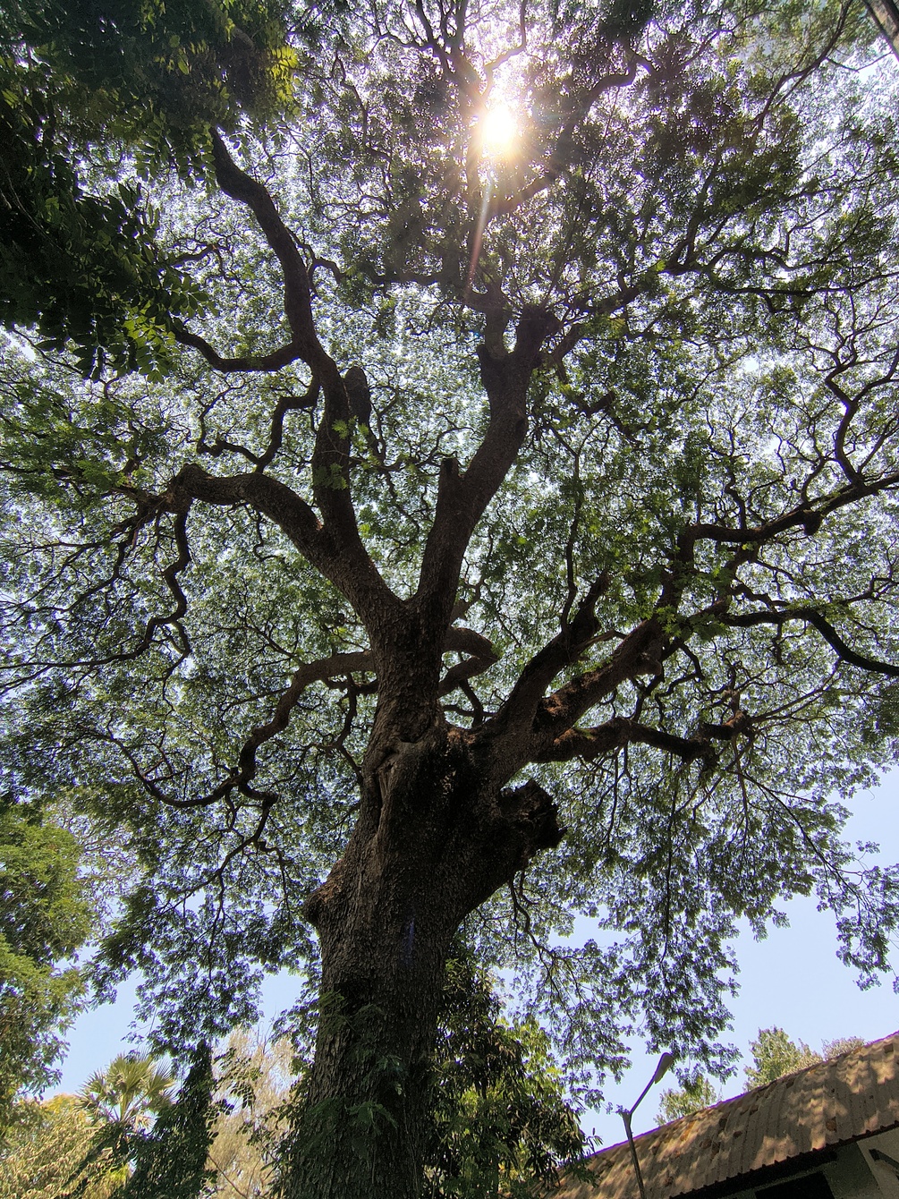  Picstory 1 The Whispering Hackberry