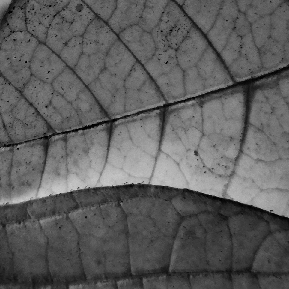 Art print, natural material 19