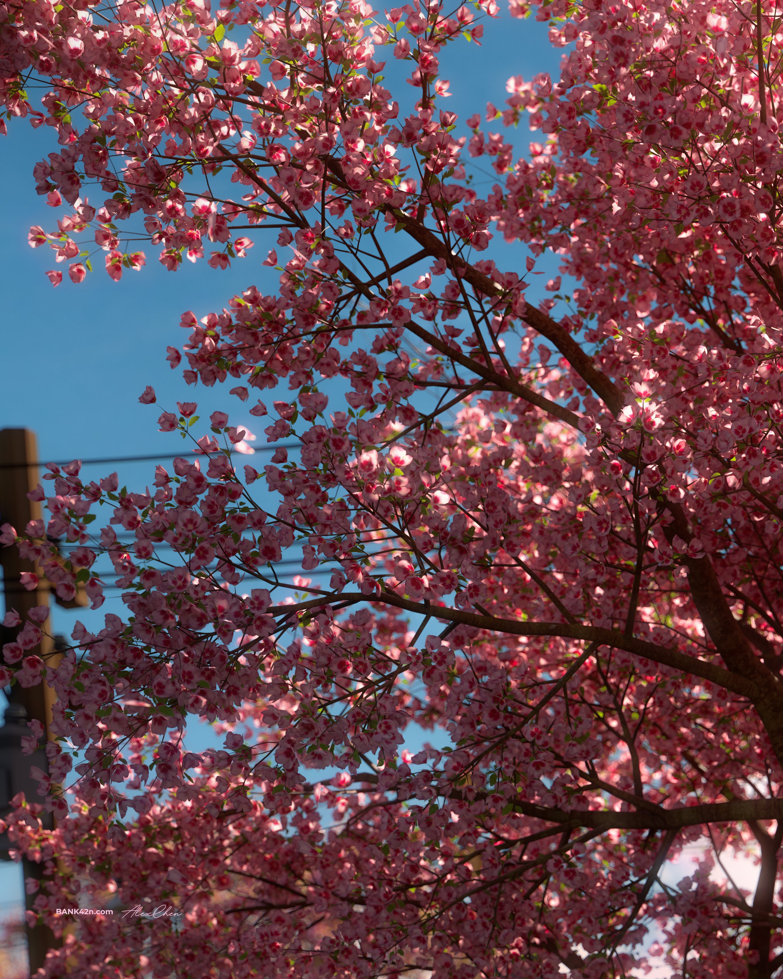 THREETHREE 限定 X02 SAKURA MIDTOWN 3d-calendar-2025-sakura-tree-