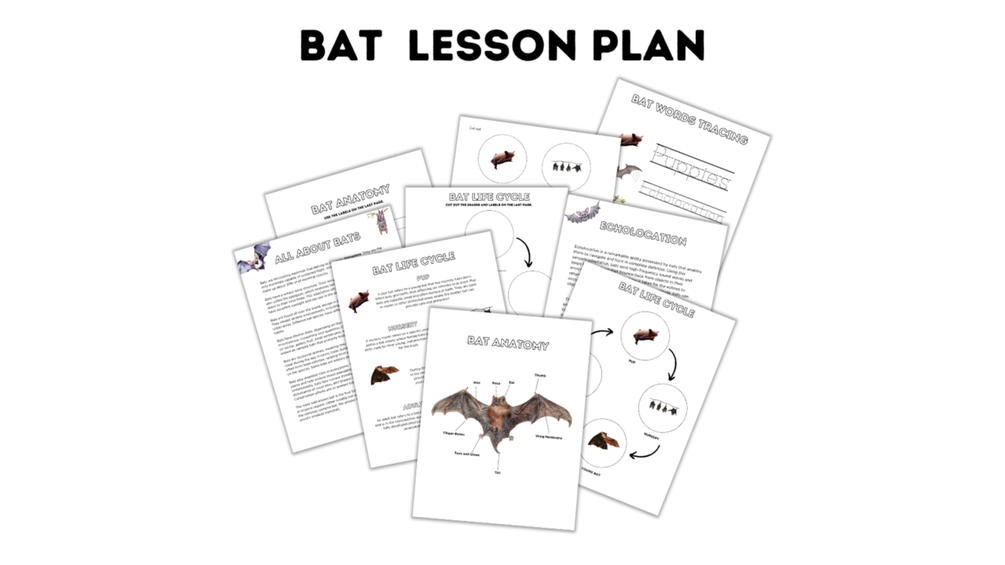 Bats Unit Study