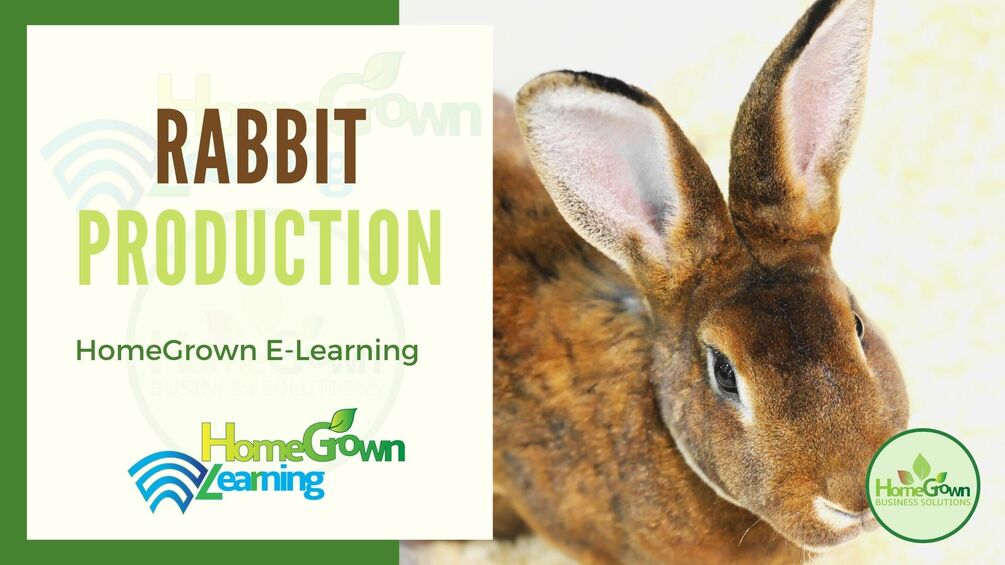 Commercial Rabbit Production