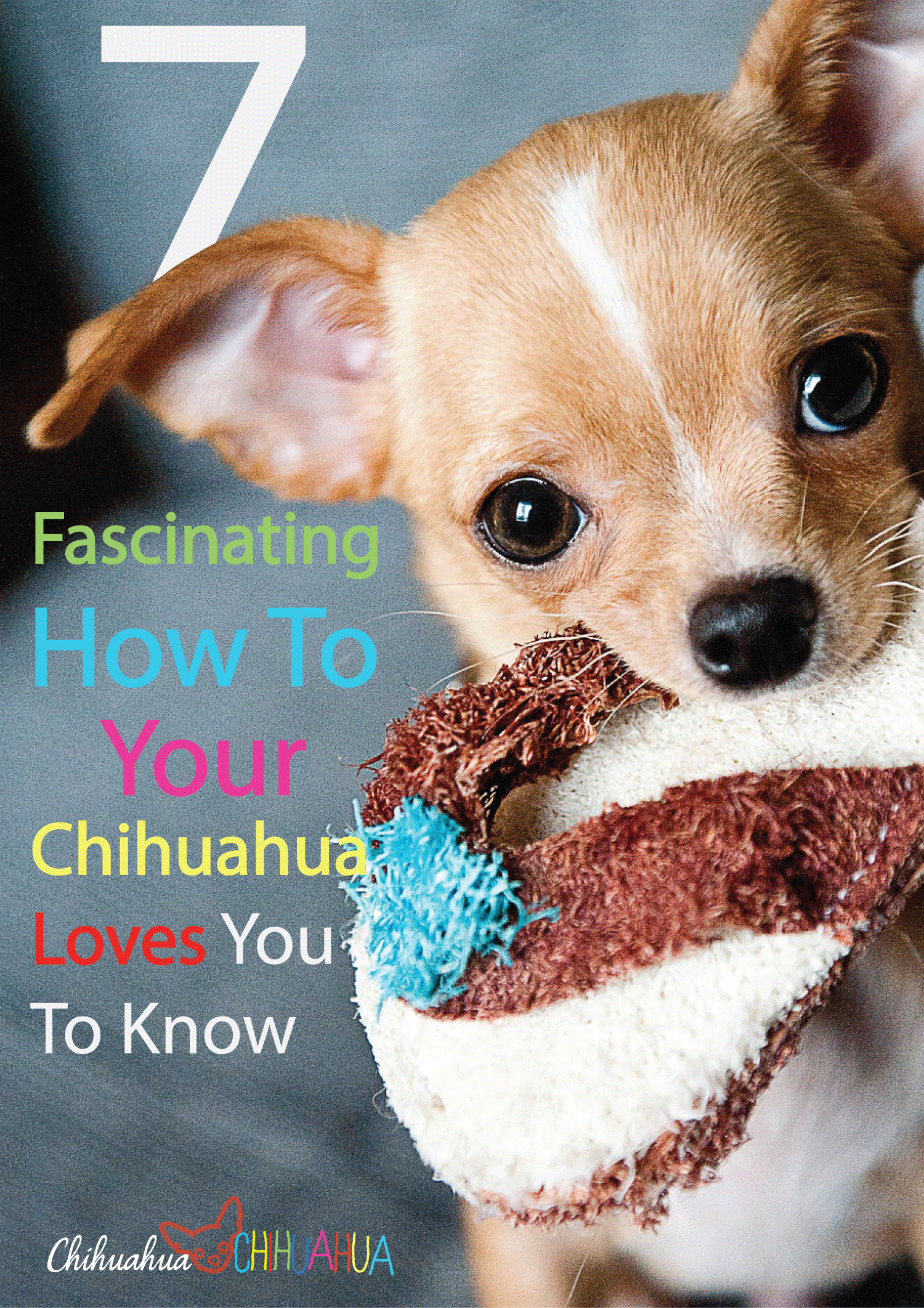 7 Fascinating HOW TO Your Chihuahua Loves You to Know