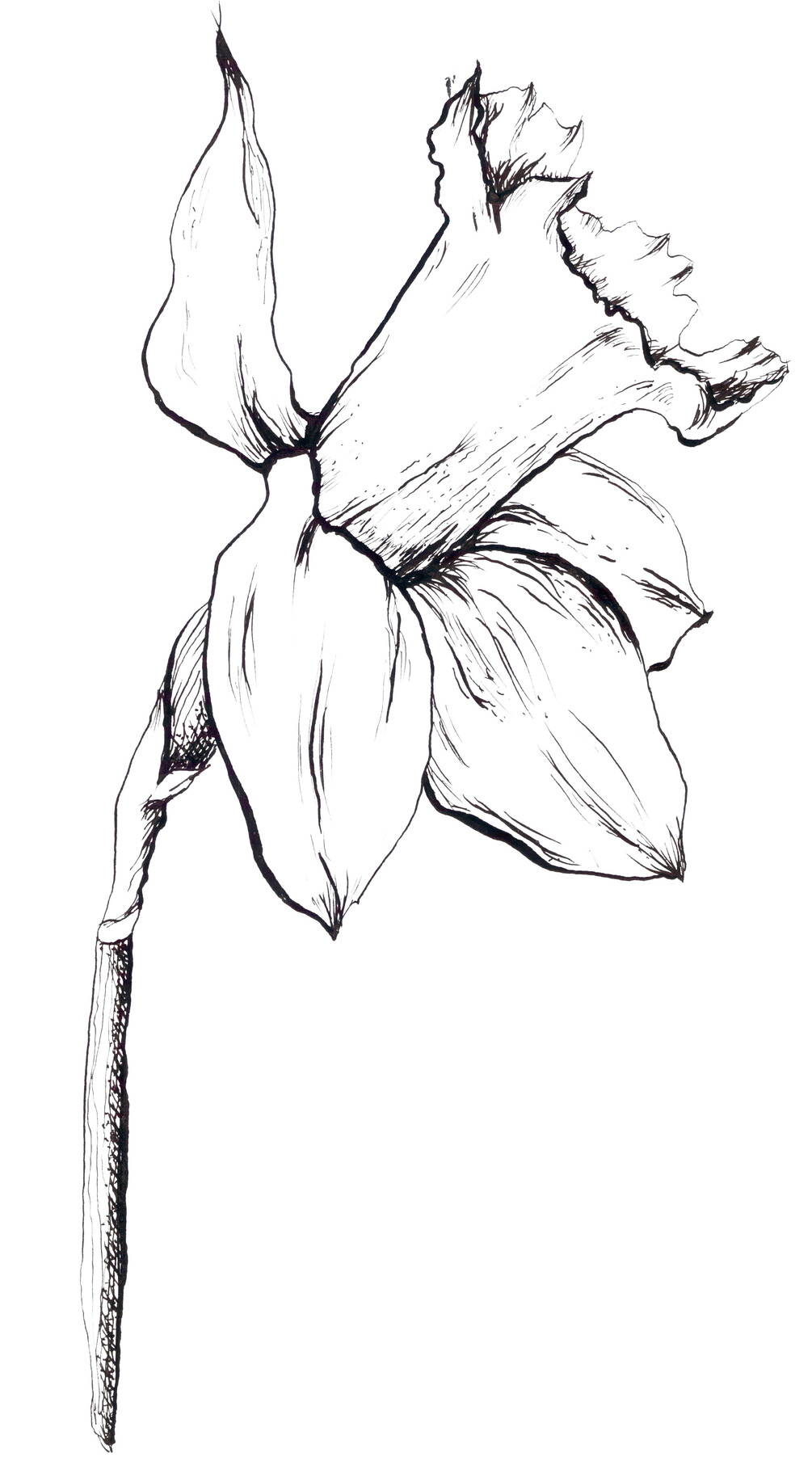 Daffodil Ink Drawing