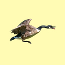 Gumroad profile picture for @gaggle