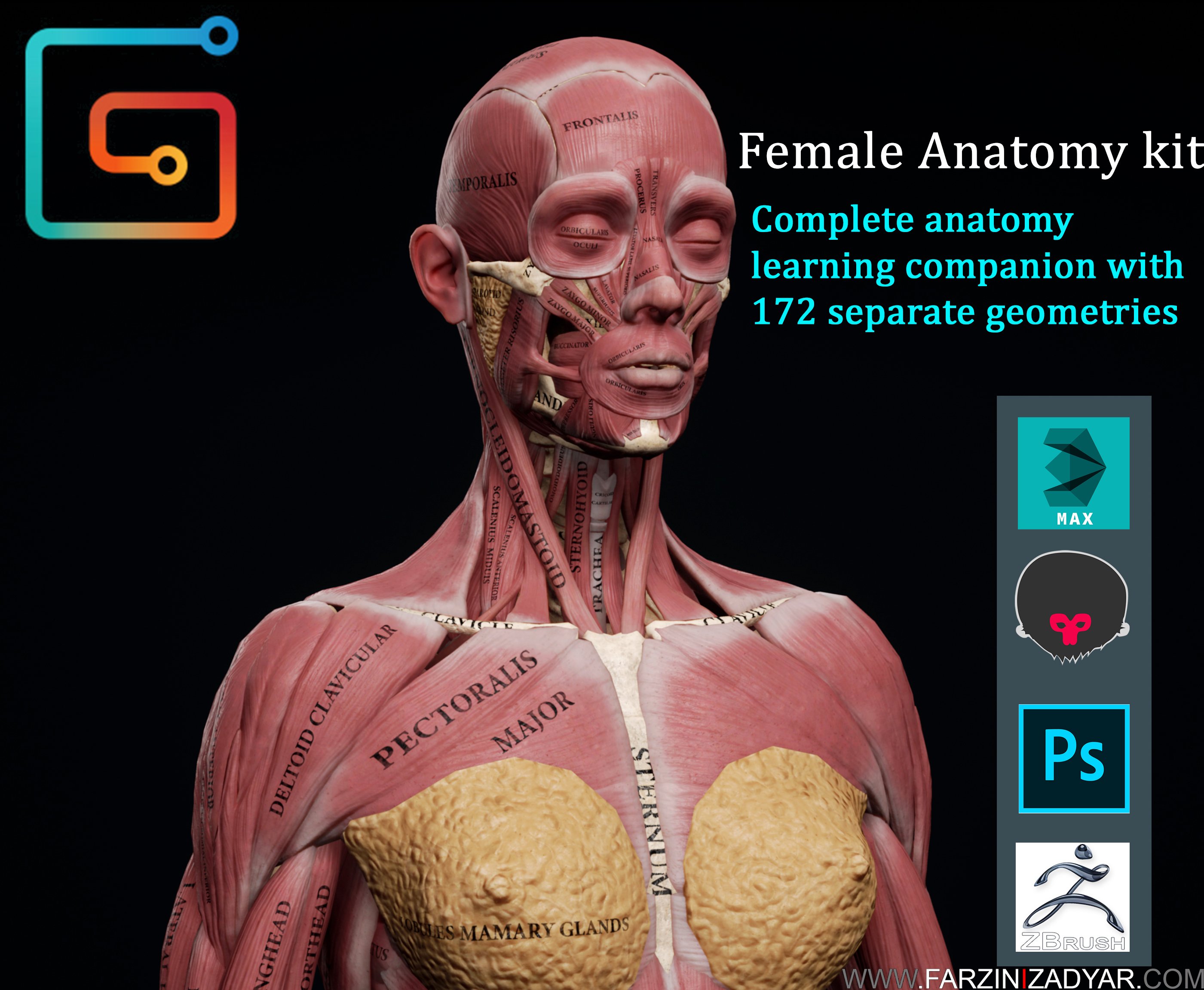 Female Anatomy Kit
