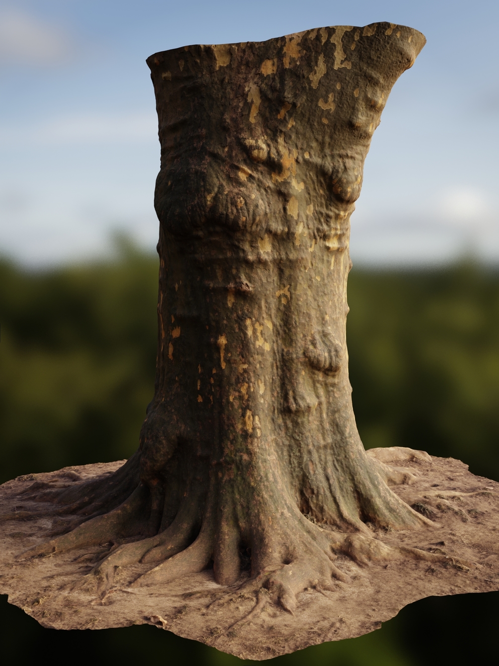 Smooth Oak Tree Photo Scan
