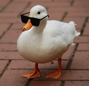 Gumroad profile picture for @quacks