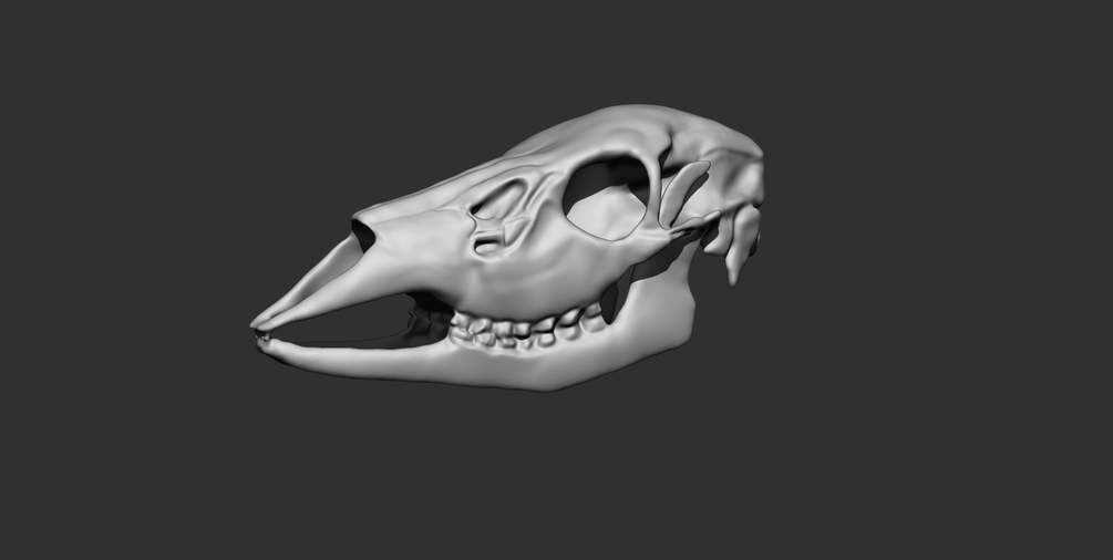 deer-skull
