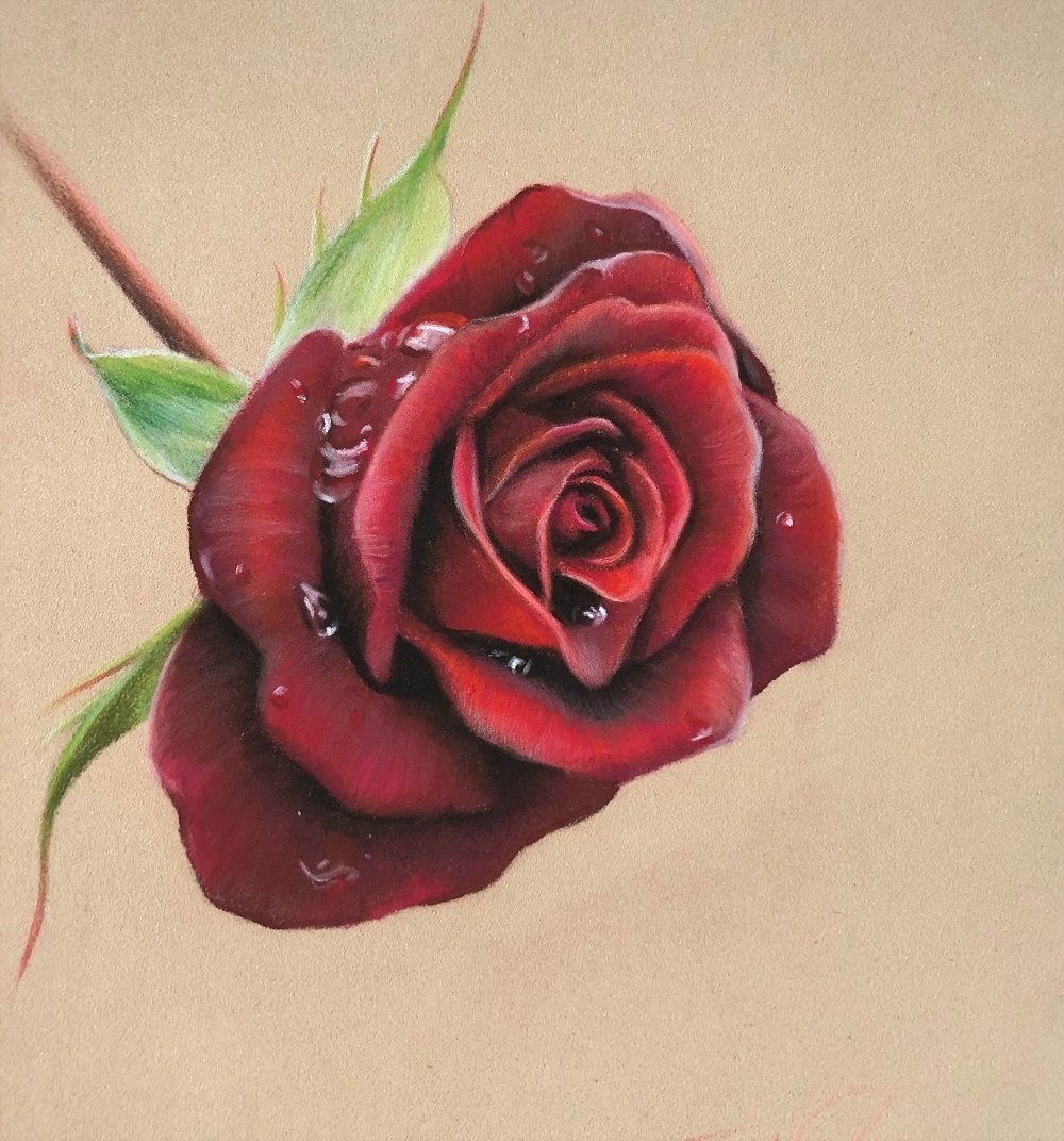 water drop on rose drawing