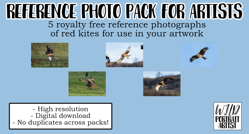 Red kite reference photo pack for fine artists and illustrators ...