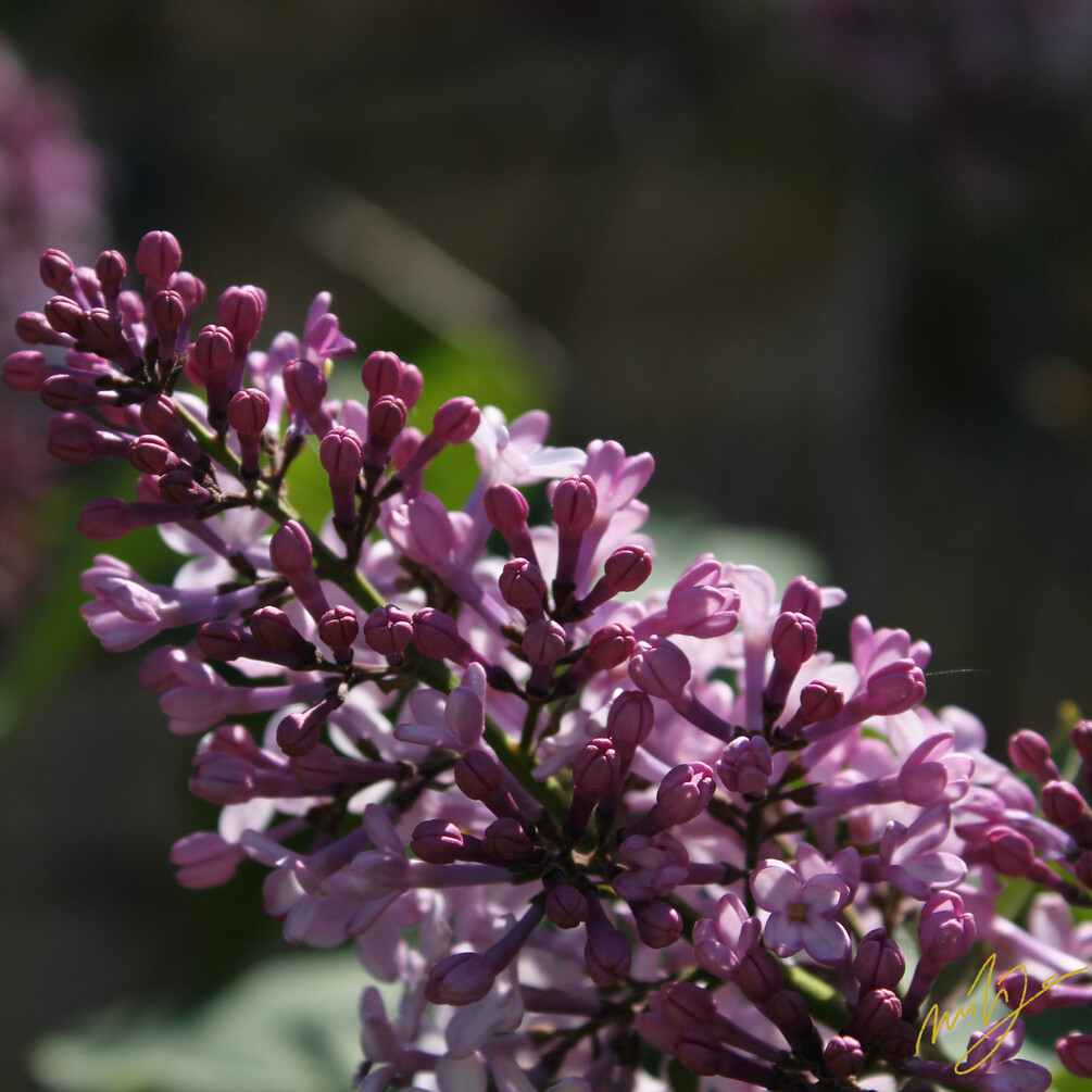 Blooming Lilac