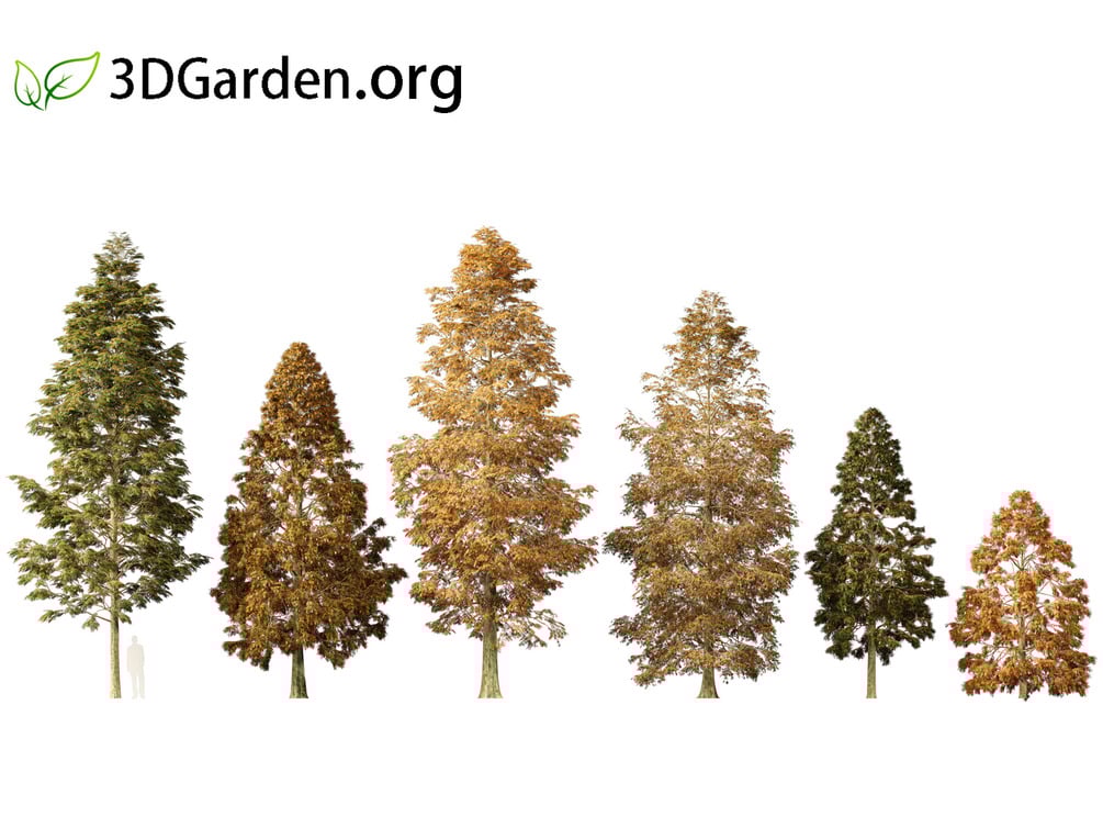 Metasequoia glyptostroboides Dawn redwood 01 3D Model