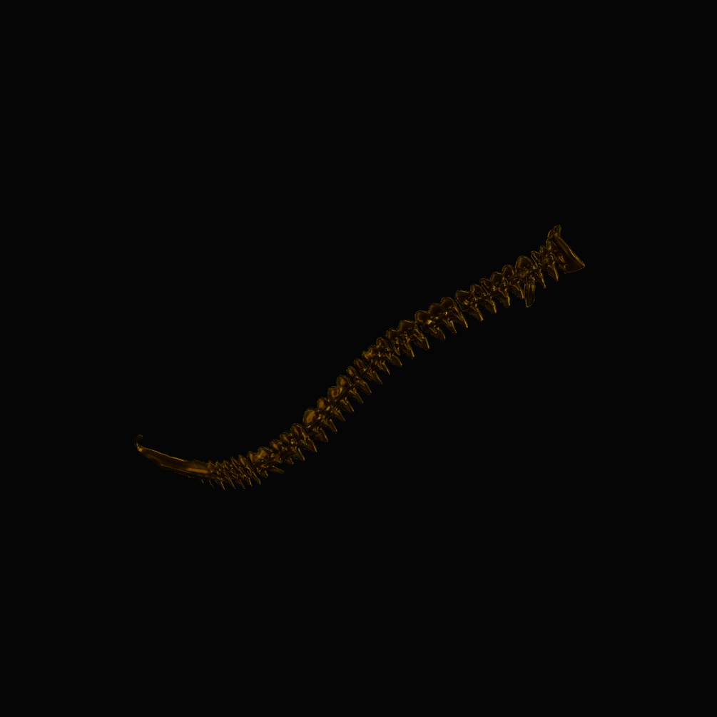 Cauda Noir Dark Gold spinal tail