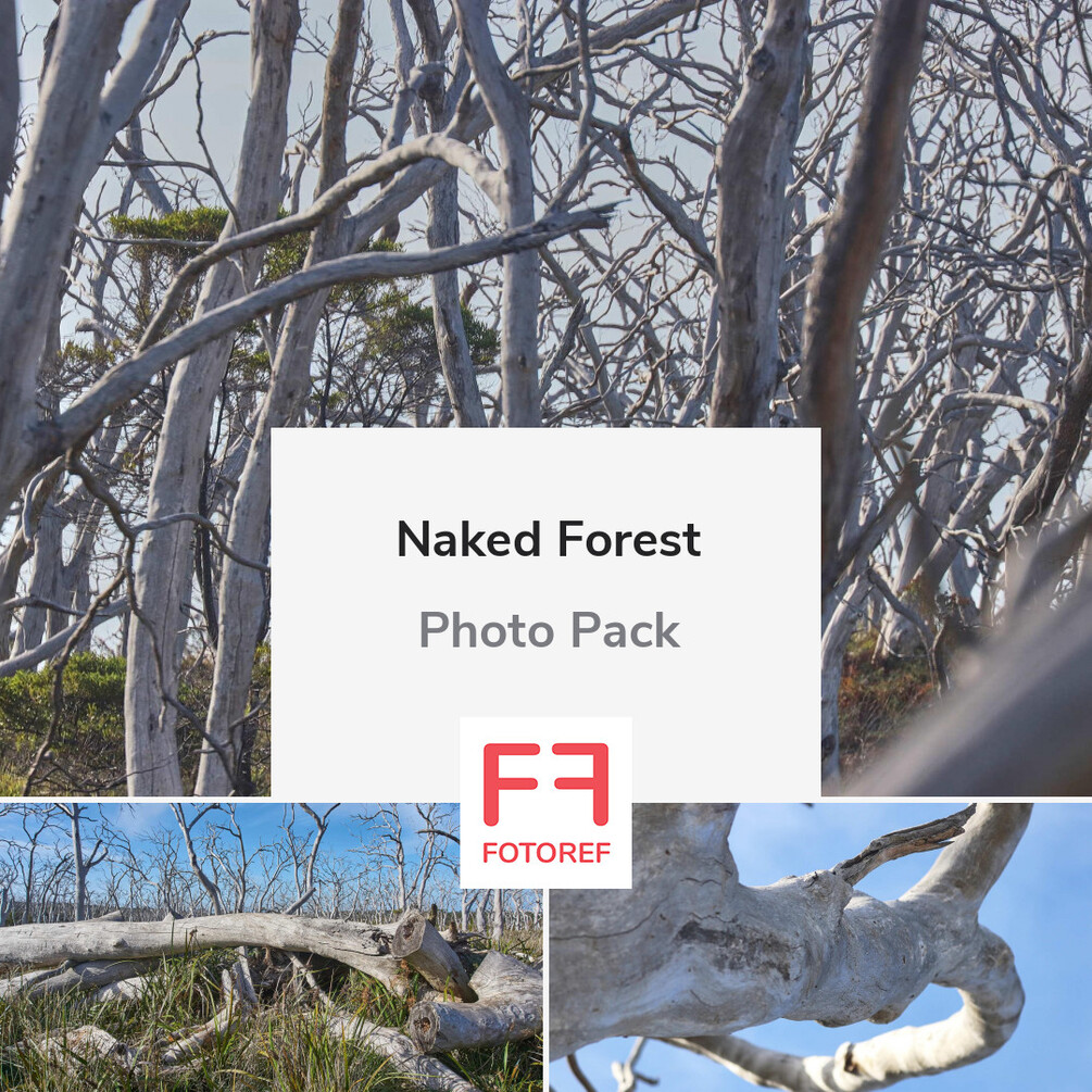 202-photos-of-naked-forest
