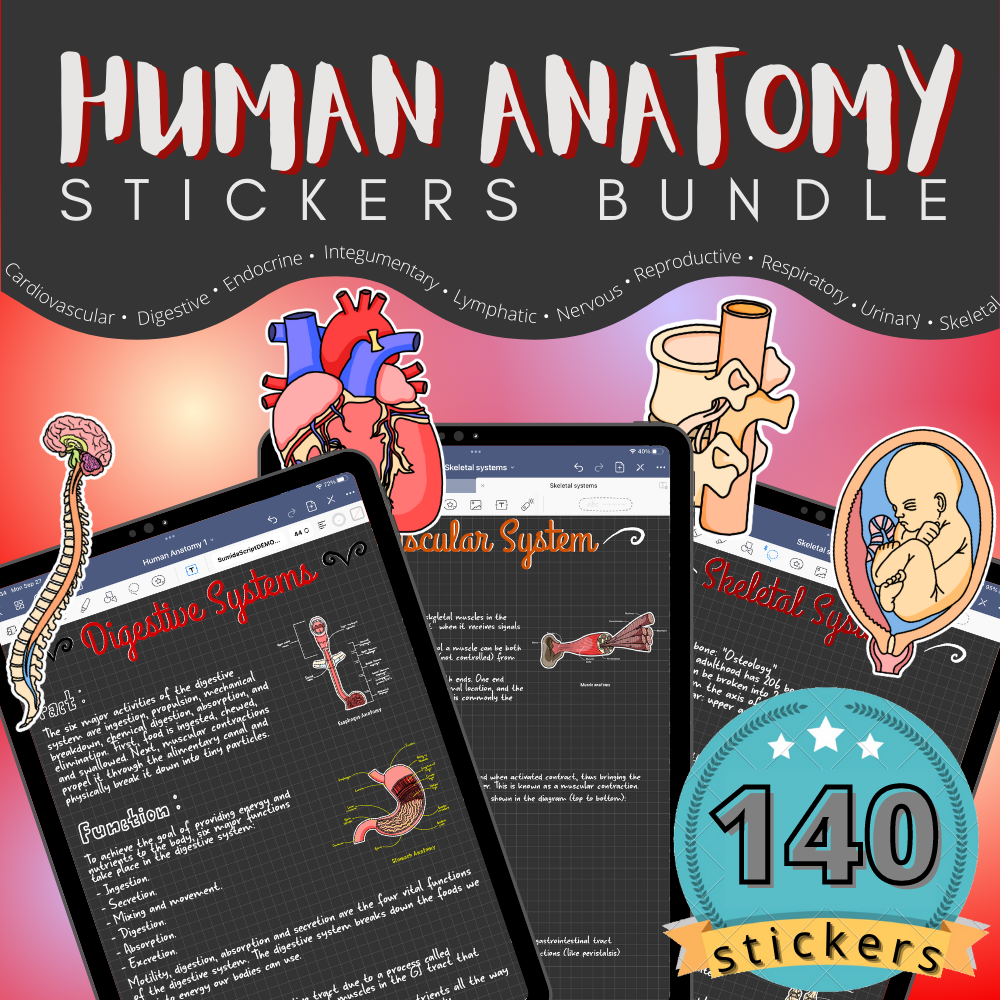 140 Human Anatomy Stickers Bundle for Digital Notetaking (GoodNotes