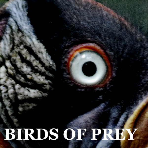 Birds of Prey Starter Pack - Eagles, Vultures, Owls and Hawks